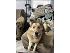 Adopt Akida a Tricolor (Tan/Brown & Black & White) German Shepherd Dog / Husky /