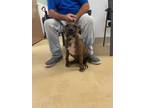 Adopt Silk a Brindle Neapolitan Mastiff / Mixed Breed (Medium) / Mixed (short