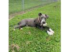 Adopt Anakin a Merle American Pit Bull Terrier / Mixed Breed (Medium) / Mixed