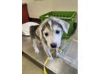 Adopt Lacy a White Alaskan Klee Kai / Mixed Breed (Medium) / Mixed (short coat)