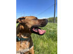 Adopt Gordita a Brindle Boxer / Mixed Breed (Medium) / Mixed (short coat) dog in