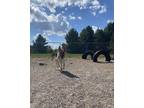 Adopt Sarge a Black German Shepherd Dog / Mixed Breed (Medium) / Mixed (short