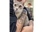 Adopt Guava a Gray or Blue Domestic Shorthair / Mixed Breed (Medium) / Mixed
