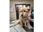 Adopt Sandy (Lennie) a Brindle Welsh Terrier / Mixed Breed (Medium) / Mixed