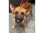 Adopt Buddy a Tan/Yellow/Fawn German Shepherd Dog / Mixed Breed (Medium) / Mixed