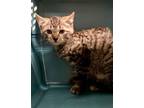Adopt Sven - KITTEN a Domestic Short Hair