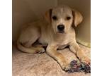Adopt apollo a Tan/Yellow/Fawn Golden Retriever / Mixed Breed (Medium) / Mixed