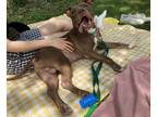 Adopt Young Tucker a Mixed Breed