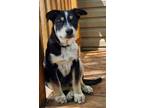 Adopt Deuce a Australian Cattle Dog / Mixed dog in Minneapolis, MN (41118010)