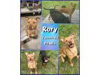Adopt Rory a Pit Bull Terrier / Mixed dog in Jacksonville, NC (41169258)