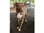 Adopt Callie a Brown/Chocolate - with Black Collie / Hound (Unknown Type) /