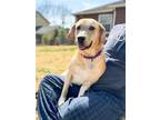 Adopt Barbie Millicent a Anatolian Shepherd / Mixed dog in Roswell