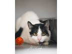 Adopt Jello a White Domestic Shorthair / Mixed Breed (Medium) / Mixed (short