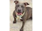 Adopt Indiana a American Pit Bull Terrier / Mixed dog in Gautier, MS (41455413)