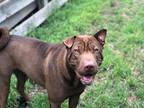 Adopt Country a Red/Golden/Orange/Chestnut Shar Pei / Mixed dog in San Antonio