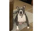 Adopt Buddy a Gray/Blue/Silver/Salt & Pepper American Pit Bull Terrier / Mixed