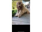 Adopt Kiki a Tan/Yellow/Fawn Aussiedoodle / Mixed dog in Frederick