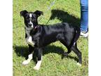 Adopt Stella a Black - with White Border Collie / Mixed dog in Searcy