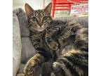 Adopt Mocha a Brown Tabby Domestic Shorthair / Mixed Breed (Medium) / Mixed