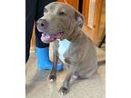Adopt Smooches a Brown/Chocolate American Pit Bull Terrier / Mixed Breed