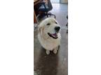 Adopt ACE a White Great Pyrenees / Mixed Breed (Medium) / Mixed (short coat) dog