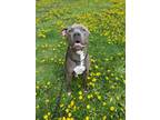 Adopt Hank a American Staffordshire Terrier / Mixed dog in Grand Forks