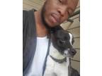 Adopt Sparxx a White - with Black Jack Russell Terrier / Mixed dog in Raleigh