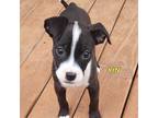 Adopt Yin a Black - with White Boston Terrier / Mixed dog in Cincinnati