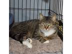 Adopt Glinda a Tan or Fawn Tabby Domestic Shorthair (short coat) cat in Searcy