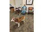Adopt Amber a Brown/Chocolate - with White Husky / Mixed dog in Canton