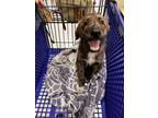 Adopt Franklin a Brindle - with White Anatolian Shepherd / Great Pyrenees /