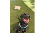 Adopt Zuko a Black American Pit Bull Terrier / Mixed Breed (Medium) / Mixed