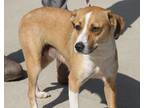 Adopt Lyric (Photos 4/15/2024) a Tan/Yellow/Fawn - with White Beagle / Terrier
