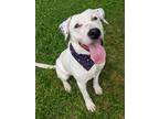 Adopt Dodger DALMATIAN Louisiana a Dalmatian / Labrador Retriever / Mixed dog in