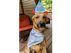Adopt Rambo NJ a Brown/Chocolate Rhodesian Ridgeback / Labrador Retriever /