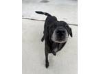 Adopt Shaylee a Black Golden Retriever / Mixed Breed (Medium) / Mixed (short