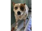 Adopt Caesar 415-24 a White Australian Cattle Dog / Mixed Breed (Medium) / Mixed