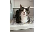 Adopt Dorothy a Brown Tabby Domestic Shorthair / Mixed Breed (Medium) / Mixed