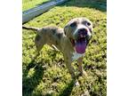 Adopt Peanut a Merle American Pit Bull Terrier / Mixed Breed (Medium) / Mixed