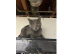Adopt Smokey a Gray, Blue or Silver Tabby American Shorthair / Mixed (short