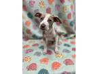 Adopt Raya a Tan/Yellow/Fawn American Pit Bull Terrier / Mixed Breed (Medium) /