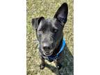 Adopt Turner a Black Labrador Retriever / Mixed Breed (Medium) / Mixed (short