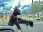 Adopt Midnight a All Black American Shorthair / Mixed (short coat) cat in