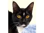 Adopt KITTEN CHANCE a Domestic Shorthair / Mixed cat in Franklin, TN (40438977)