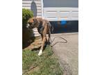 Adopt Apollo a Brown/Chocolate - with White Boxer / Mixed dog in Ashville