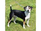 Adopt Rio a Tricolor (Tan/Brown & Black & White) Beagle / Mixed dog in Searcy