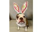 Adopt TJ a Red/Golden/Orange/Chestnut - with White Boston Terrier / Mixed dog in