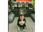 Adopt Mabel a Black - with White Shepherd (Unknown Type) / Pointer / Mixed dog