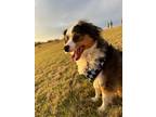 Adopt Princeton a Brown/Chocolate - with White Australian Shepherd / Mixed dog