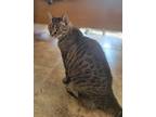 Adopt Eve a Gray or Blue Domestic Shorthair / Mixed Breed (Medium) / Mixed